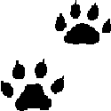 paws